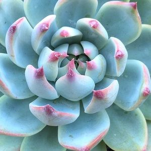 Meet your Posher, Sheila